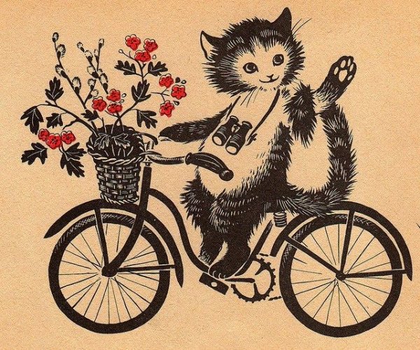 Кошка на велосипеде