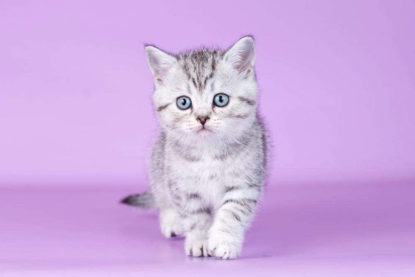 Скоттиш страйт вискас