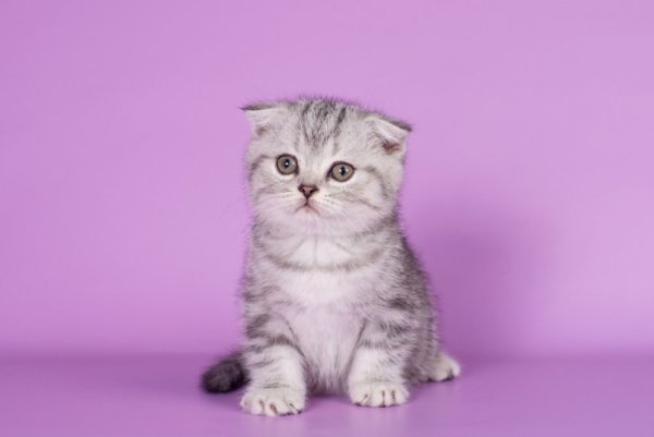 Шотландская вислоухая кошка