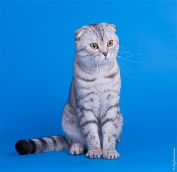 Шотландская вислоухая кошка вискас