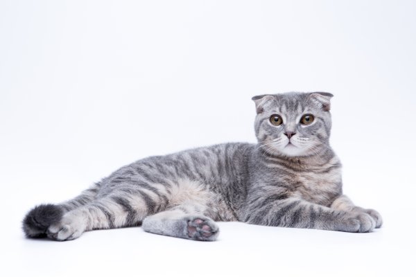 Скоттиш фолд