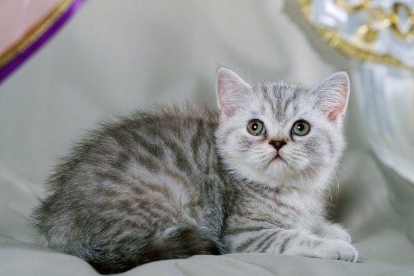 Британский кот вискас