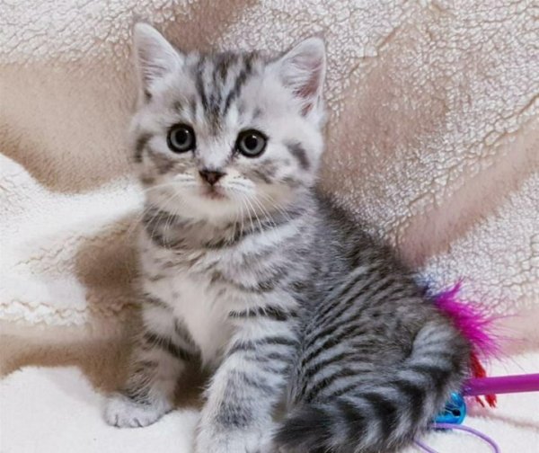 Шотландские котята вискас
