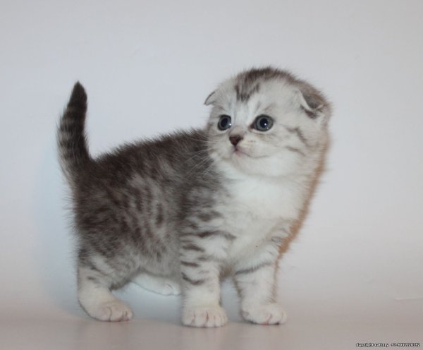 Котята Шотландские вислоухие окрас вискас