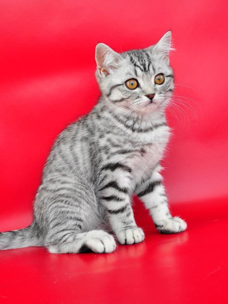 Шотландская прямоухая короткошерстная