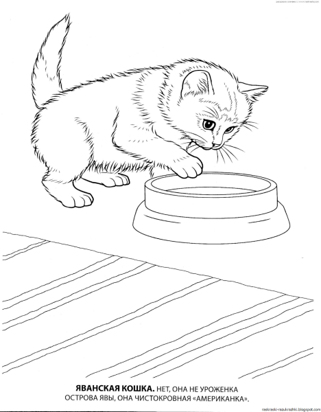 Раскраска кошечка