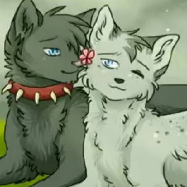 Коты Воители Бич и Кровоцапка любовь