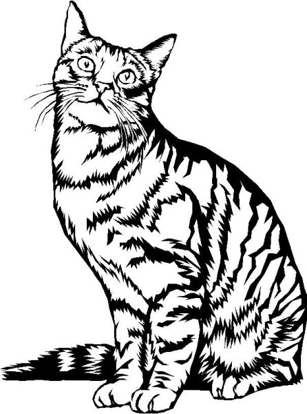 Кот контур