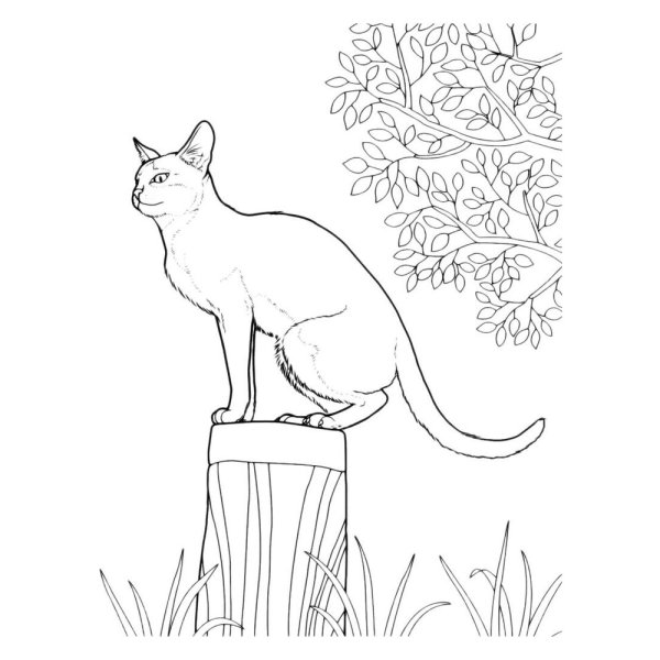 Контуры котов