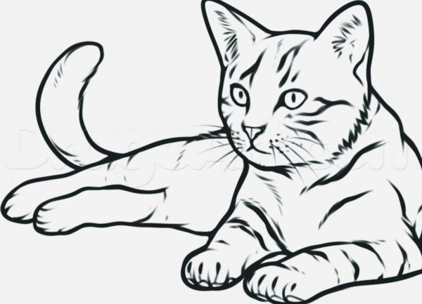Кошка рисунок