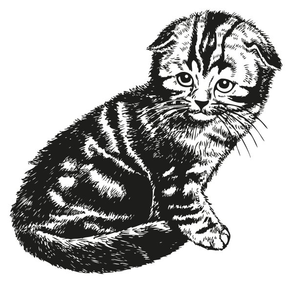 Раскраска вислоухий котёнок