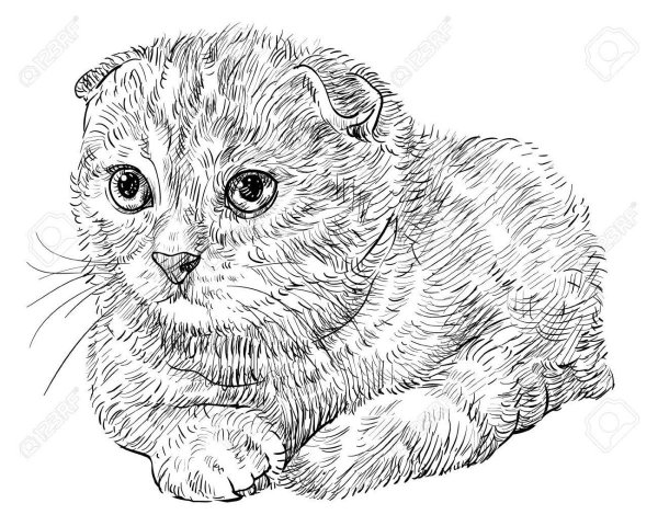 Шотландская вислоухая кошка
