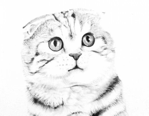 Кот скоттиш фолд раскраска