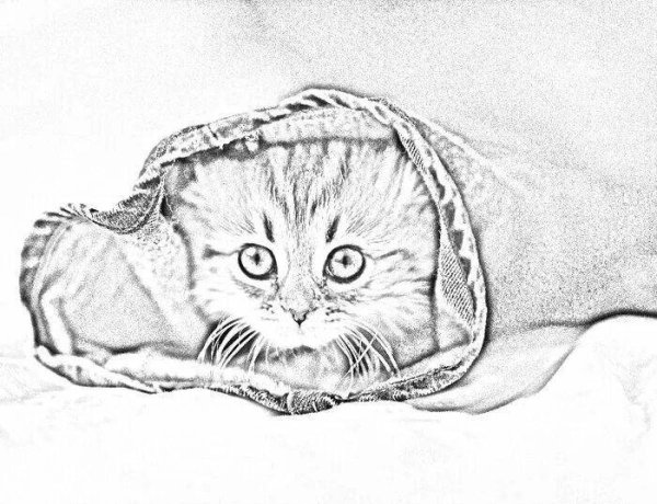 Раскраска котенок вислоухий шотландец