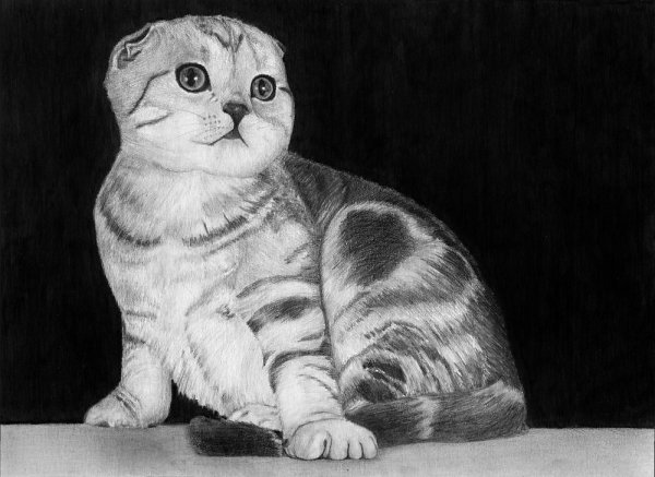 Шотландская вислоухая кошка