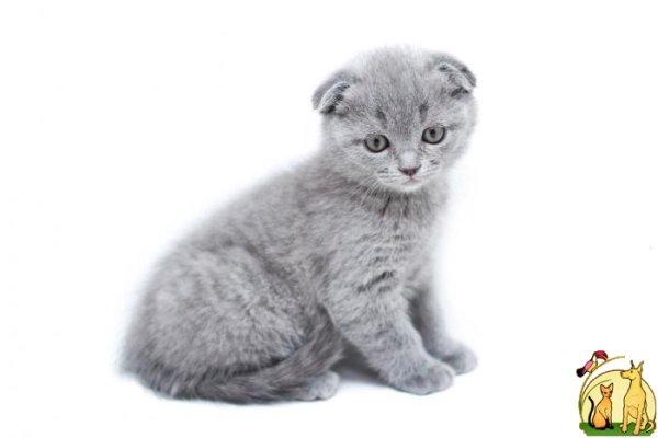 Раскраска Шотландская вислоухая кошка