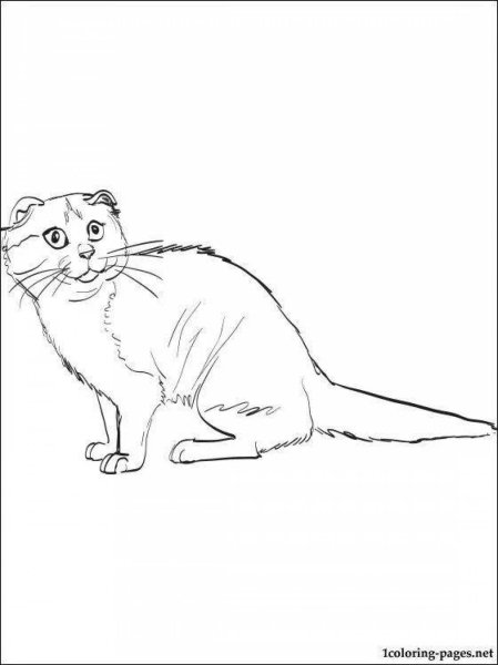 Раскраска шотландский вислоухий кот