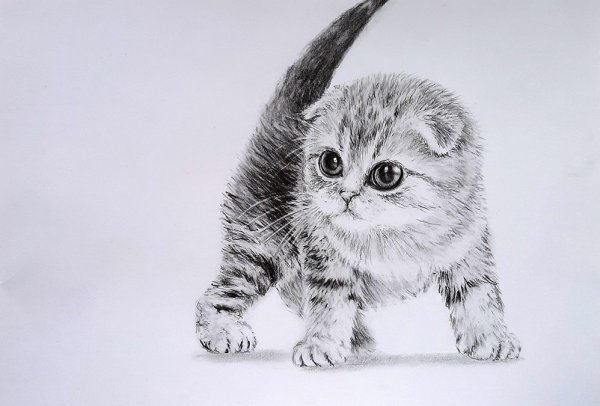 Вислоухая кошка карандашом