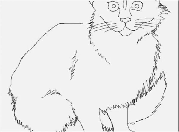 Раскраска вислоухий кот