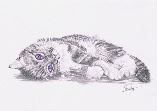 Вислоухий кот карандашом