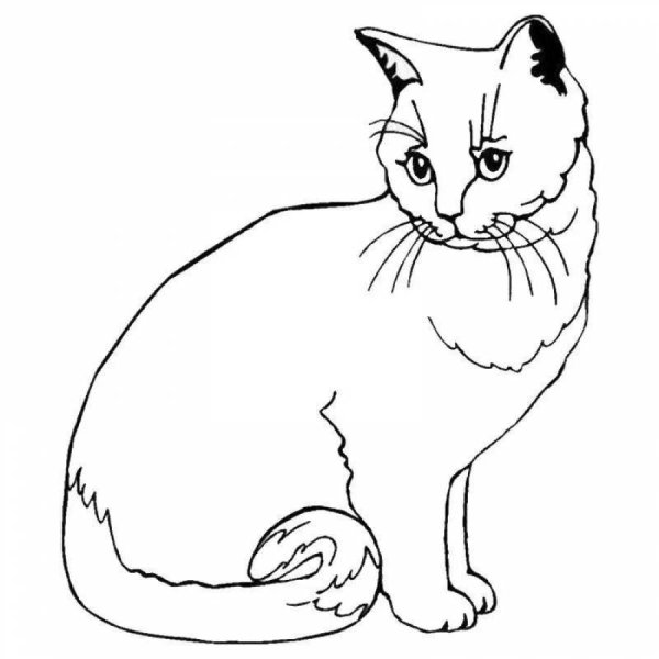 Раскраски кот британец (47 фото)