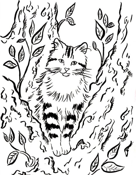 Кошка на дереве раскраска