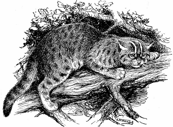 Амурский Лесной кот