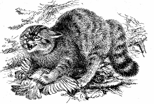 Кот Манул