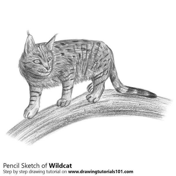 Кавказская Лесная кошка раскраска