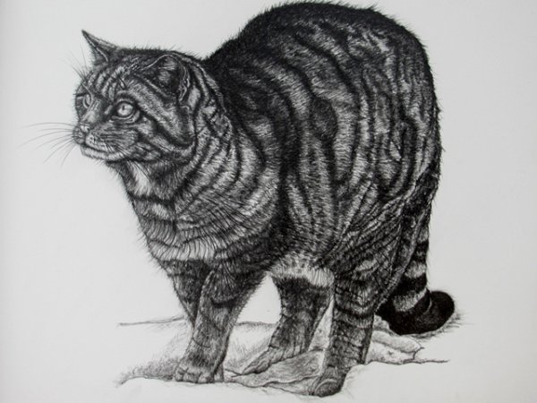 Лесной кот раскраска