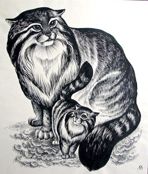 Дикий кот Манул раскраска