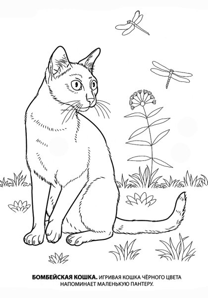 Кошки. Раскраска