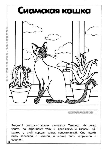 Раскраска породы кошек