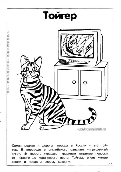 Раскраска породы кошек