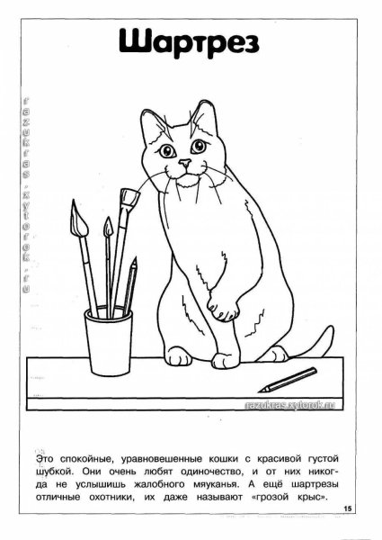 Раскраска породы кошек