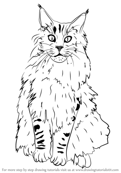 Кот Мейн кун