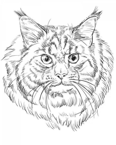 Кот Мейн кун