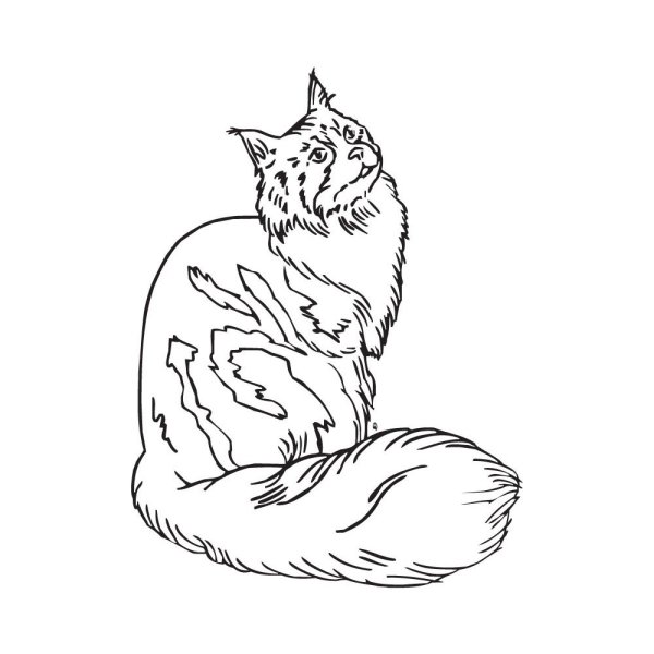 Кот Мейн кун