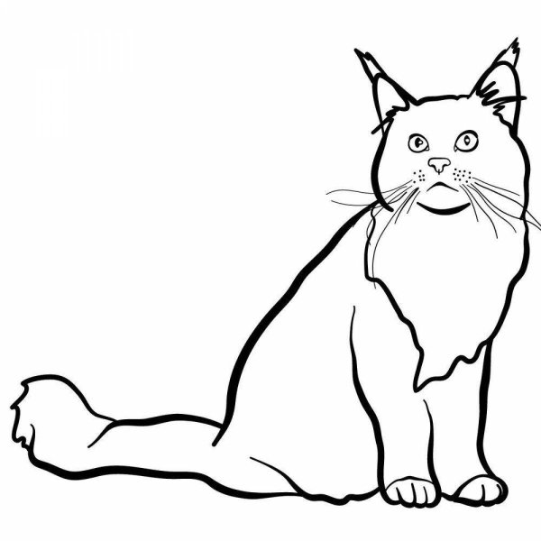 Раскраска кот Мейн кун