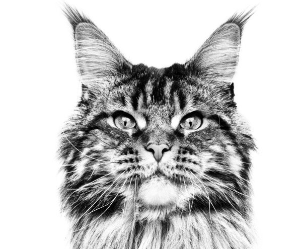 Раскраска кот Мейн кун