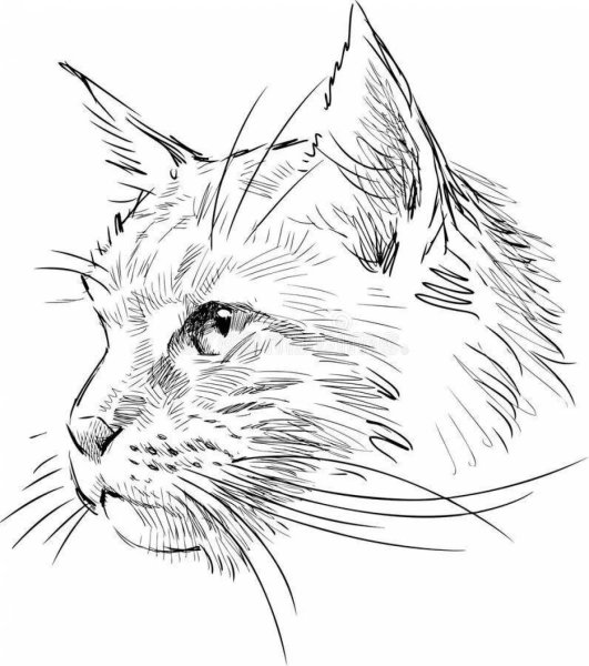 Кот Мейн кун