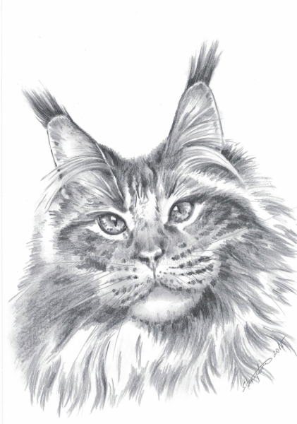 Кошка Мейн кун