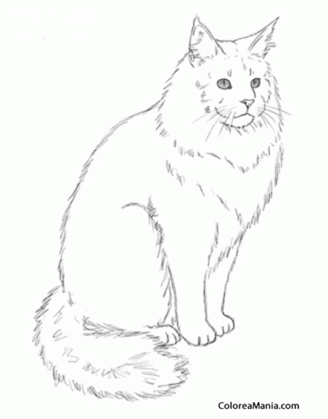 Раскраска кот Мейн кун