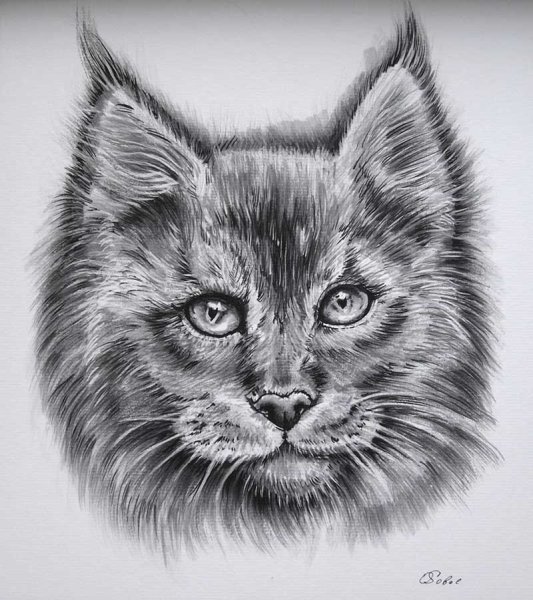 Мейн кун рисунок
