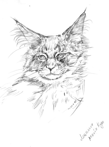 Кот Мейн кун