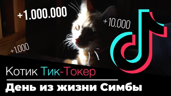 Кот тик ток