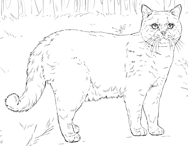 Раскраска британский кот