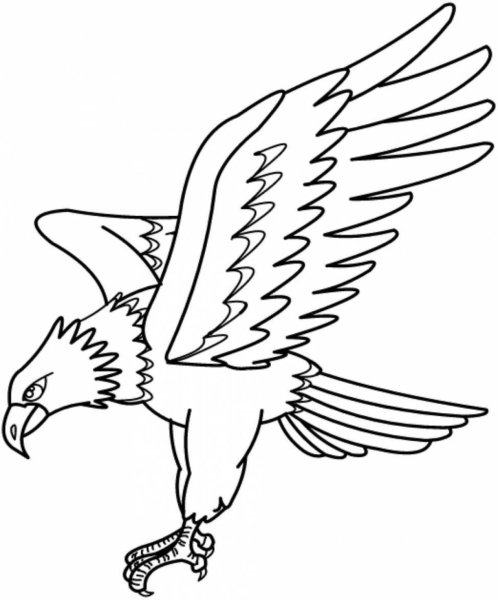 Коршун раскраска