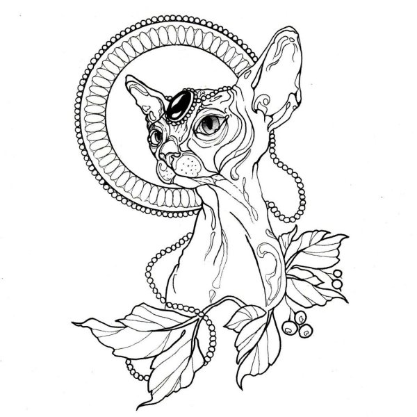 Сфинкс кошка