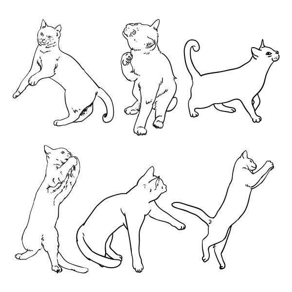 Контуры котов